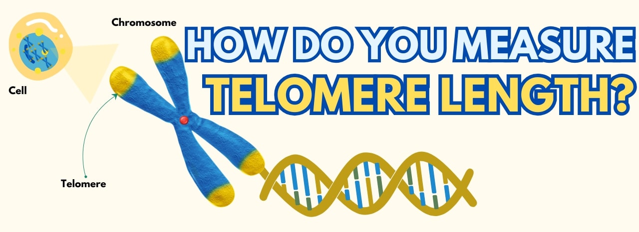 Telomere Length